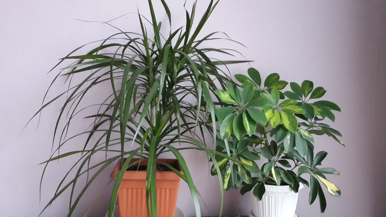 мои цветочки