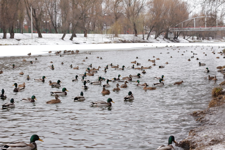 Кормим Уточек и Д\К