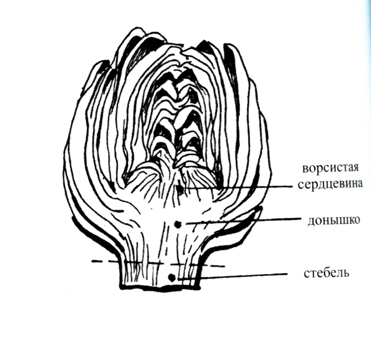Не пропустите сезон: Артишоки!