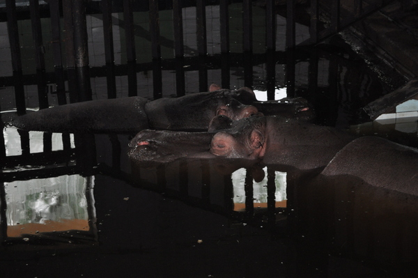 Калининградский Зоопарк