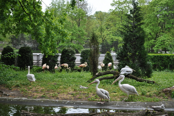 Калининградский Зоопарк