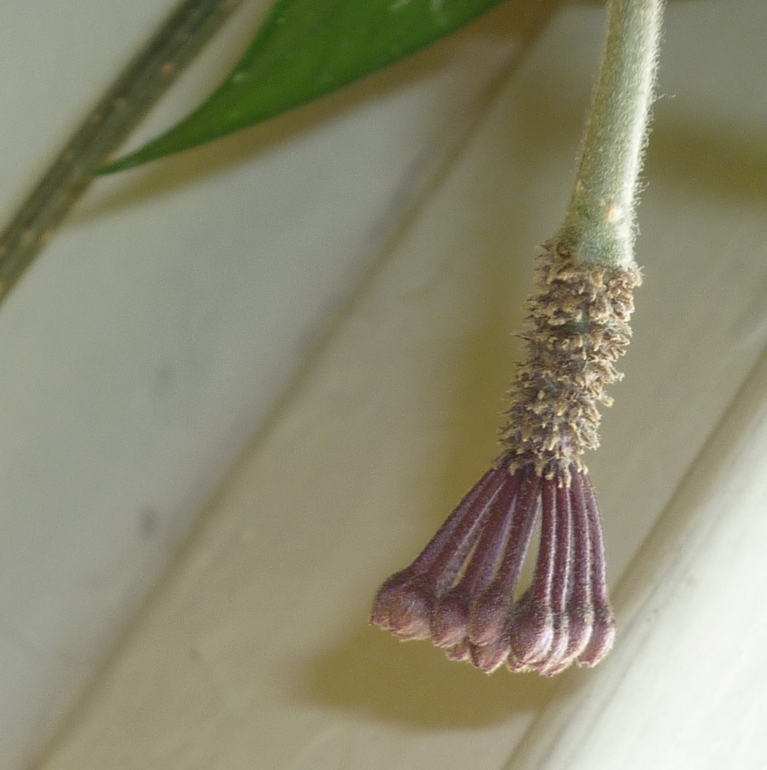 Просыпаются мои хойи)