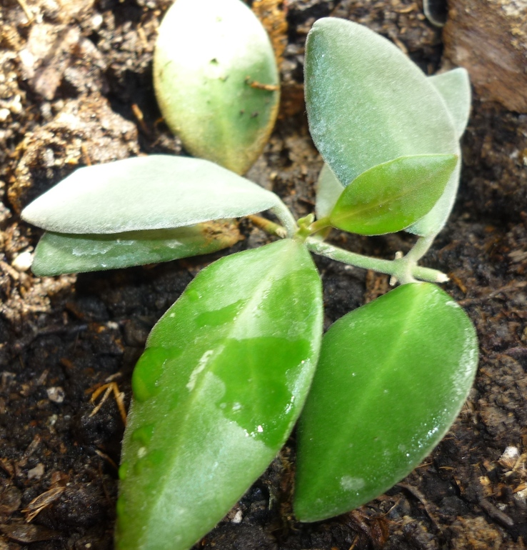 Просыпаются мои хойи)