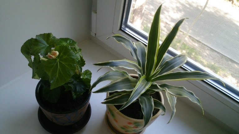 Мой ботанический сад.