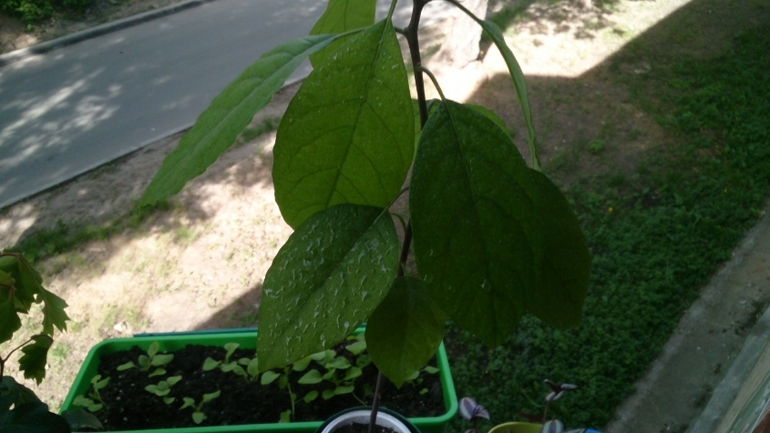 Мой ботанический сад.