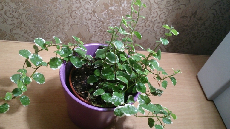 Мой ботанический сад.