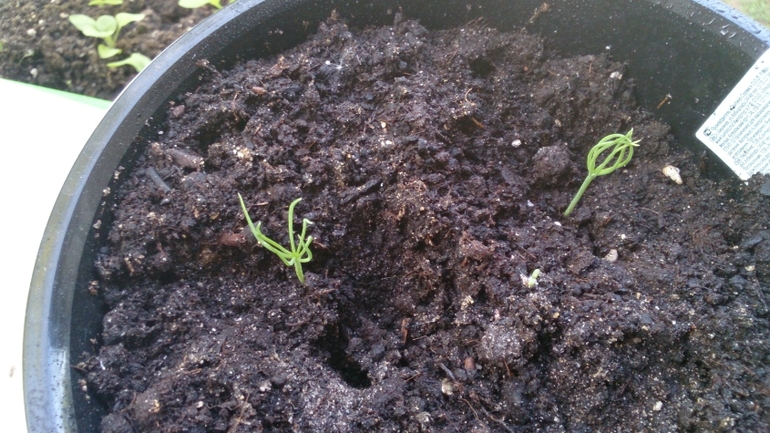 Мой ботанический сад.