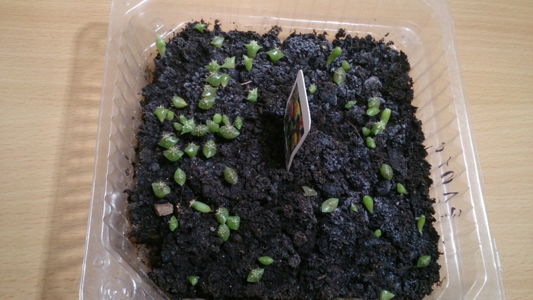 Мой ботанический сад.