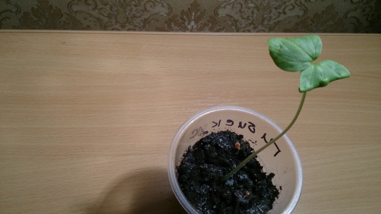 Мой ботанический сад.