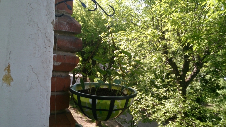 Мой ботанический сад.