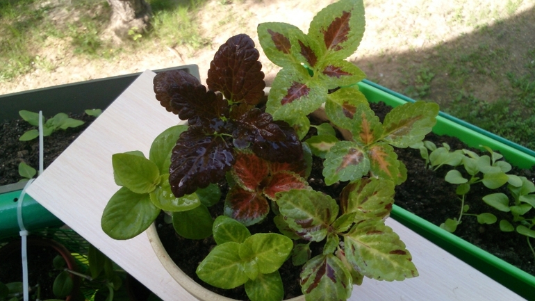 Мой ботанический сад.