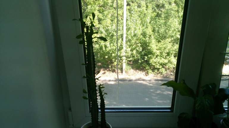 Мой ботанический сад.