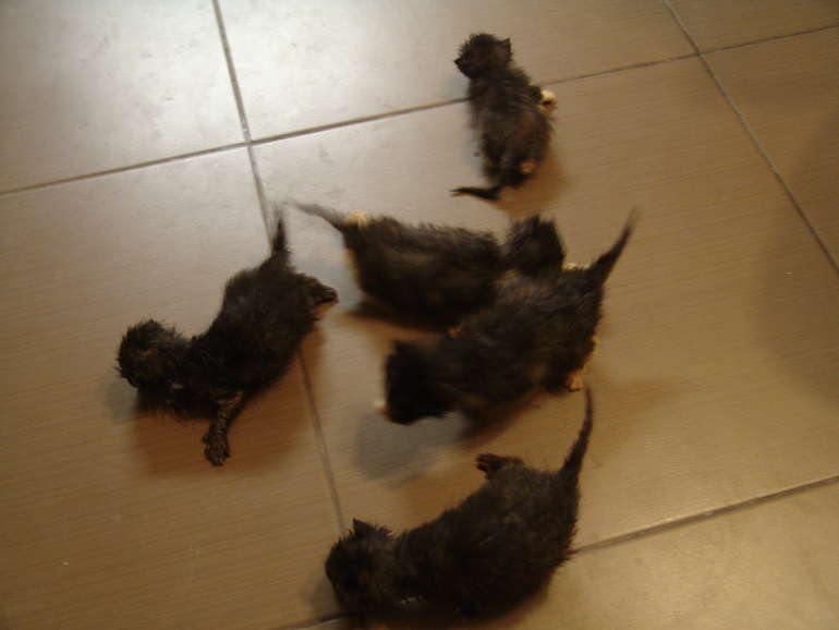 Отдам в добрые руки новорождённых котят!