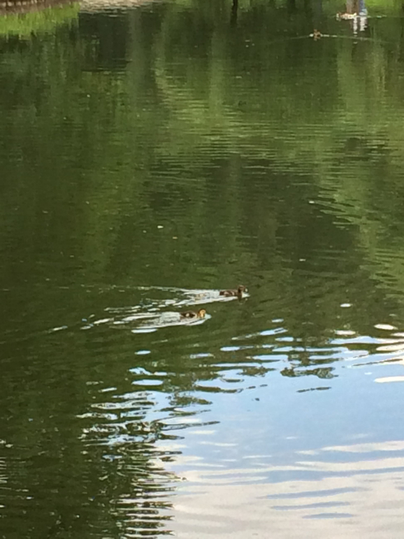 Парк Царицыно ЖДЕТ НАС!!!