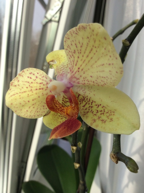 Мои питомцы