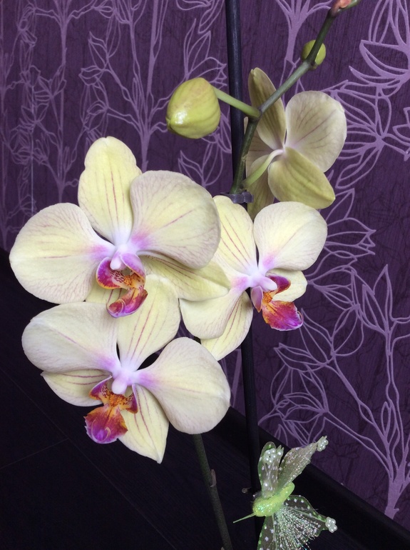 Мои питомцы