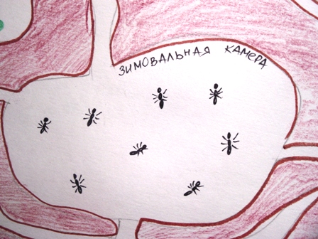 Тематическая неделька о насекомых и прочей мелюзге))