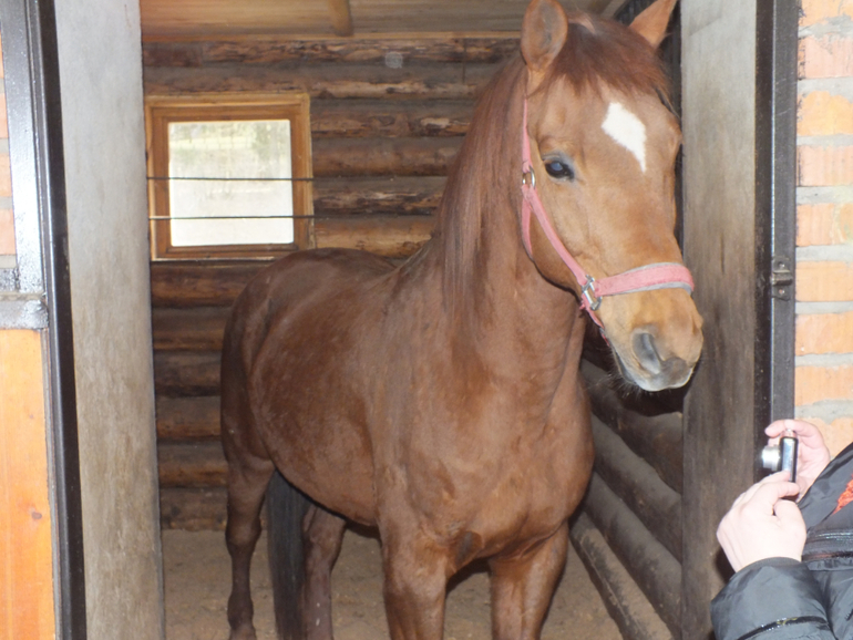 Прогулки с динозаврами) очень много фото