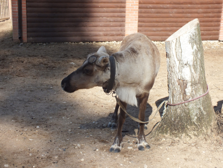 Прогулки с динозаврами) очень много фото