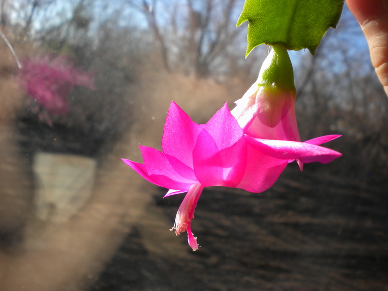 еще один хваст