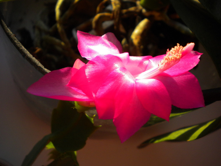 еще один хваст