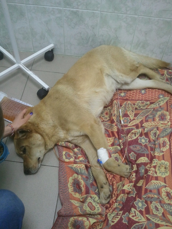 Собаку сбила машина!!! Срочно нужна помощь.