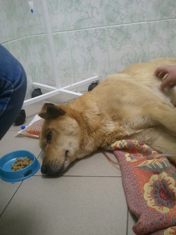 Собаку сбила машина!!! Срочно нужна помощь.