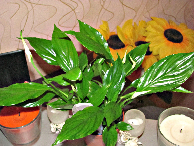 Мой Маленький Уголочек Лета!!!