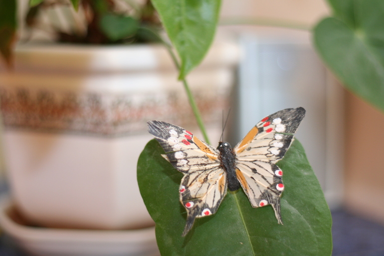А к нам прилетели бабочки!