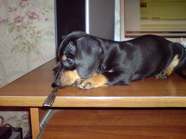 Наша любимка!!!