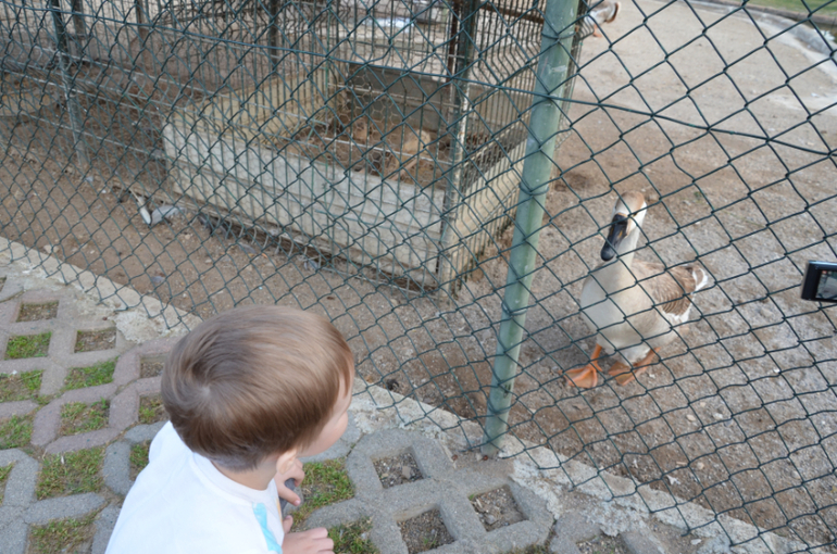 Экскурсии Турция в Кемер, Анталию, Динопарк, и Тахталы