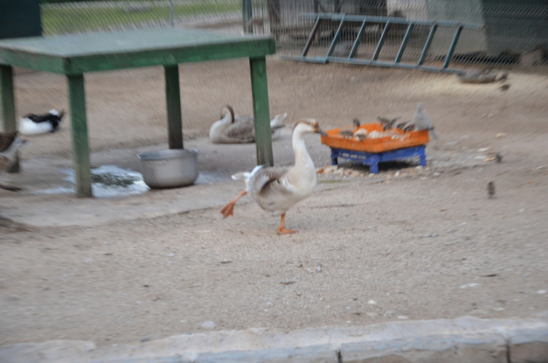 Экскурсии Турция в Кемер, Анталию, Динопарк, и Тахталы