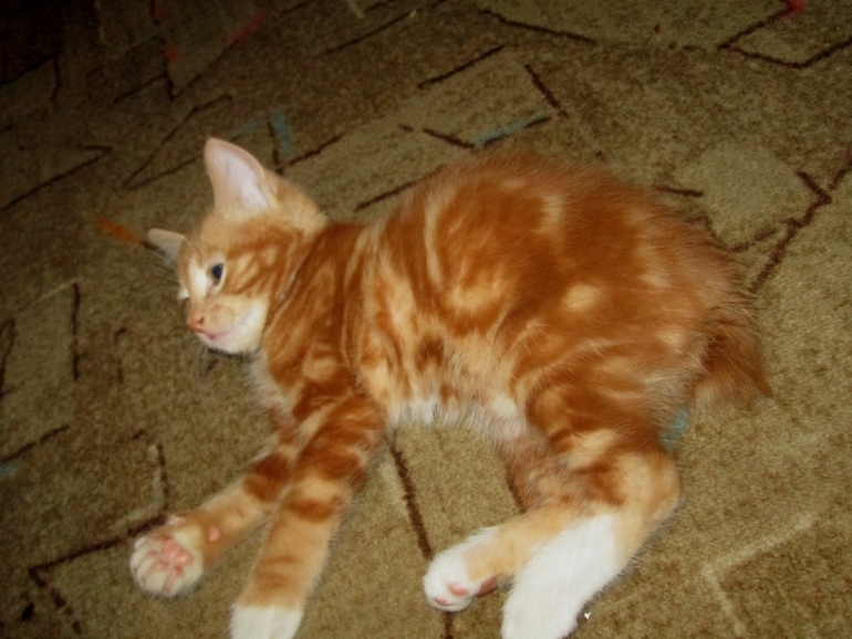 Знакомьтесь! Наш Семушка!