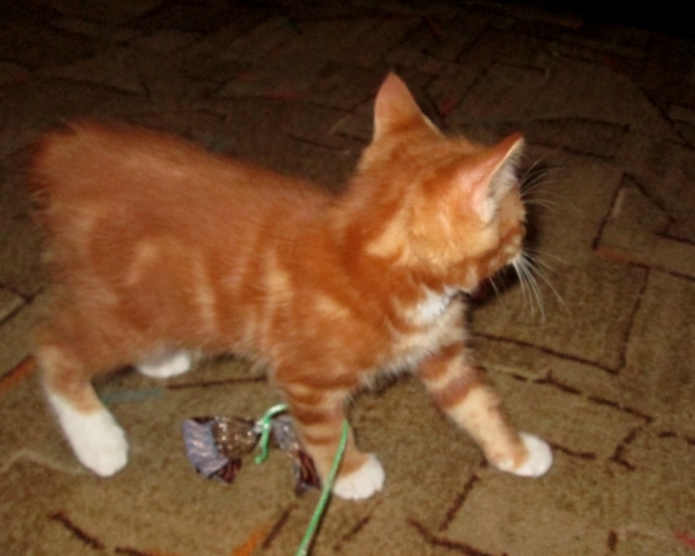 Знакомьтесь! Наш Семушка!