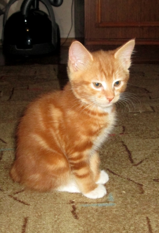 Знакомьтесь! Наш Семушка!