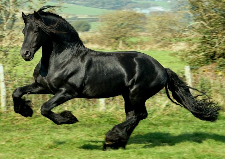 Главный пост ТЗ "ЛОШАДЬ"