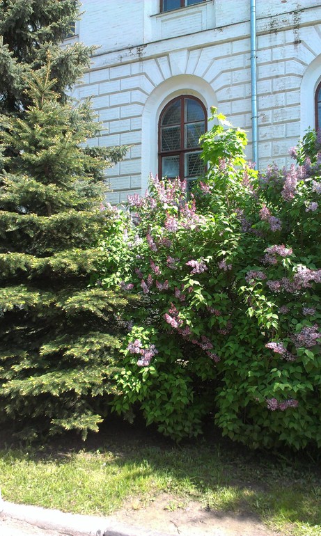 Мысли вслух