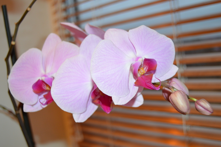 Мои орхочки :)