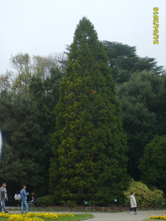 Никитинский ботанический сад.