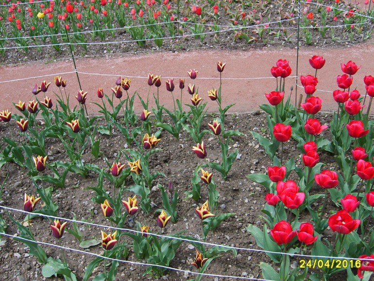 Никитинский ботанический сад.