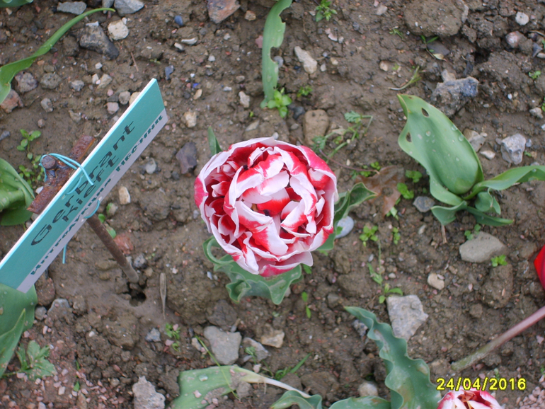 Никитинский ботанический сад.