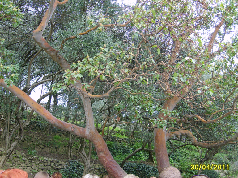 Никитинский ботанический сад.