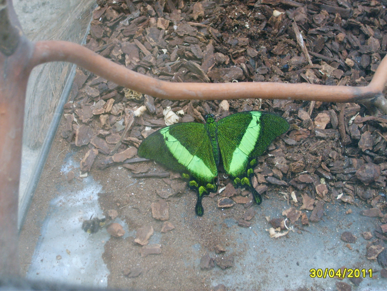 Никитинский ботанический сад.