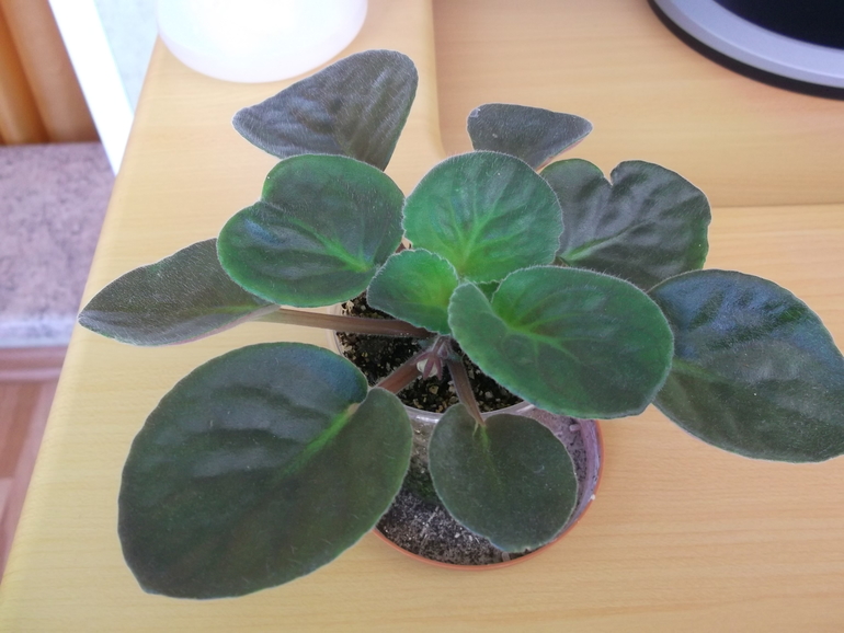 Продам деток , сортовые фиалки.