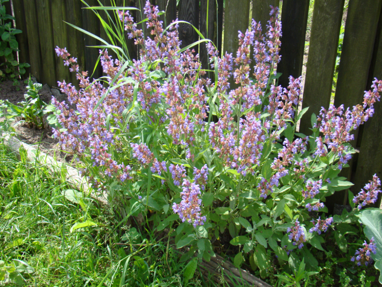 Мой огород( частично)