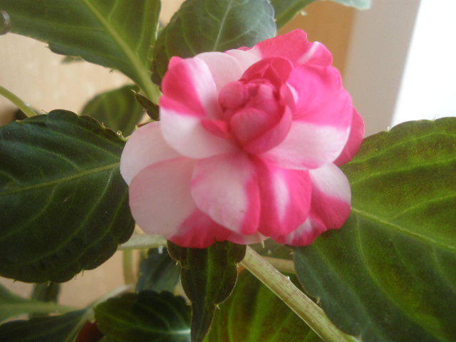 бальзамин зацвел...:-)