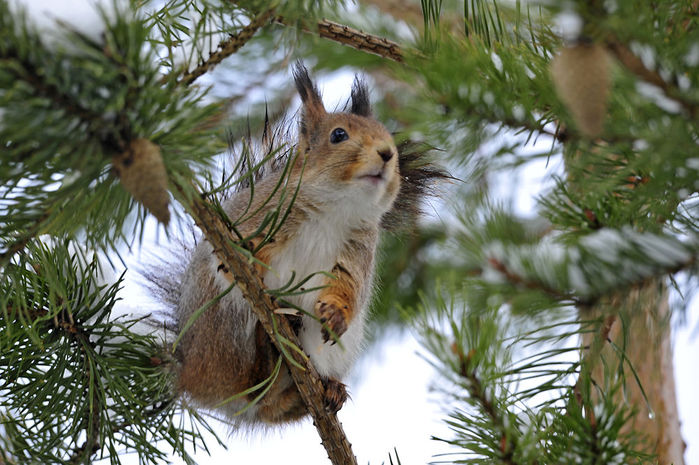 День 5 ТН Весна Животные