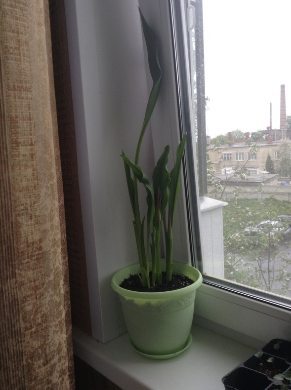 Мои друзяшки))