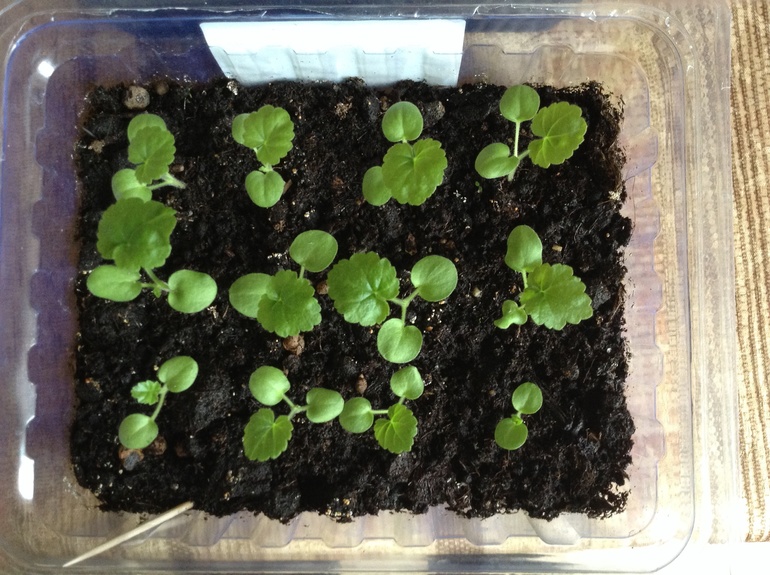 Насмотрелась