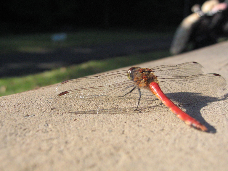 Красные стрекозы.....
